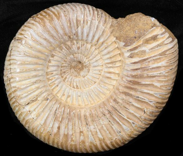 Perisphinctes Ammonite - Jurassic #38021